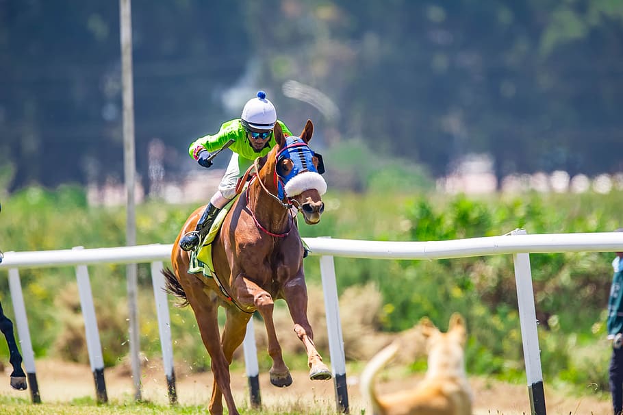 Best Monero Sportsbooks for Betting on Horse Racing