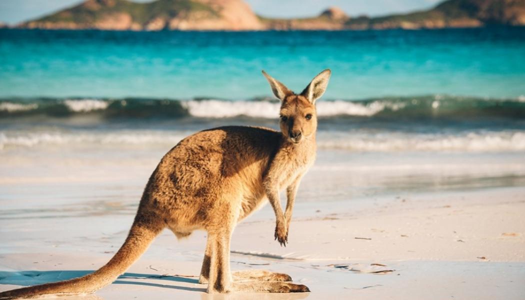 Kangaroo at the Beach